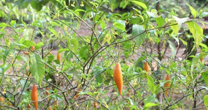 Tratamento Ibogaina ( Planta Africana )