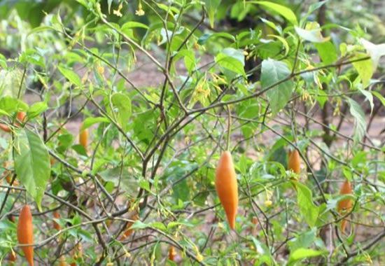 Tratamento Ibogaina ( Planta Africana )